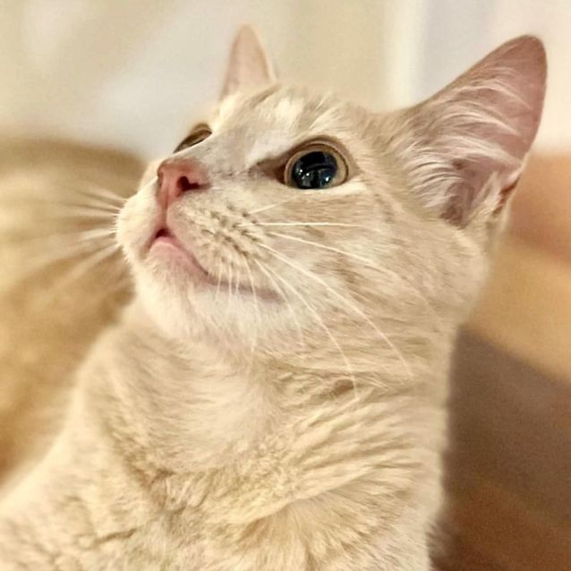 Photo of 💛 Baxter 💛