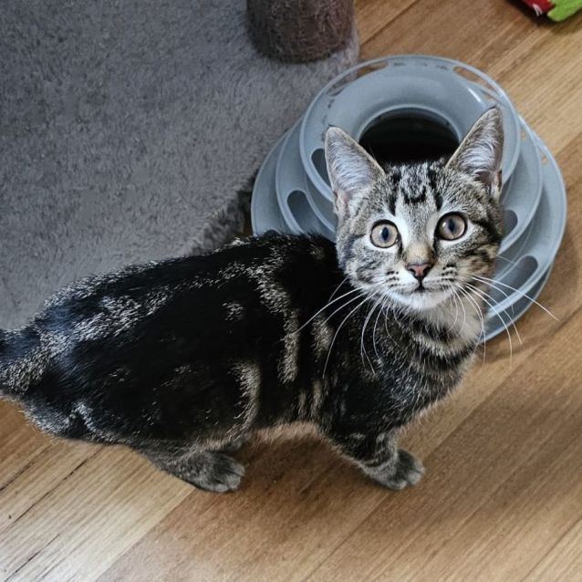 Photo of Aeriel ^^Dandy Cat Rescue^^