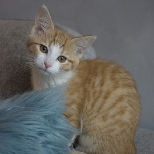 Ashley ^^Dandy Cat Rescue^^