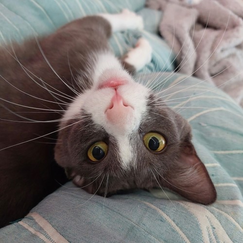 Blueberry 