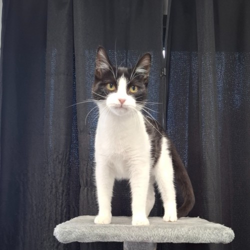 No photo for Tuxie