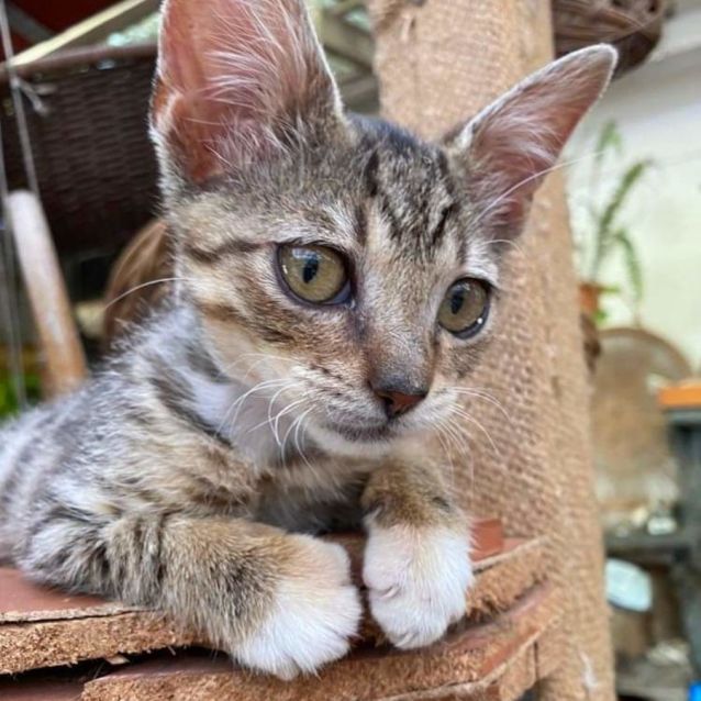 Dobby kitten sales