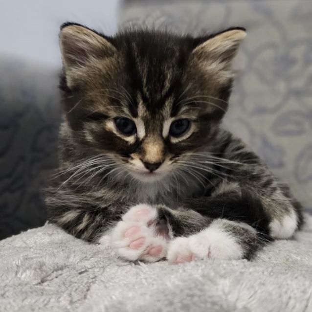 Photo of Eeyore ^^Dandy Cat Rescue^^