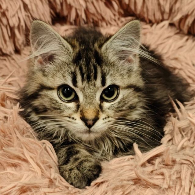 Photo of Hot Chips & Pizza