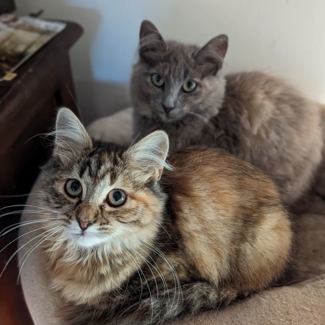 Photo of Strawberry & Lychee 