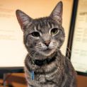 Photo of Nam Nam ** 2nd Chance Cat Rescue**