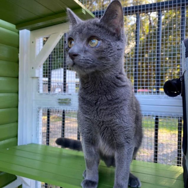 Photo of Clover