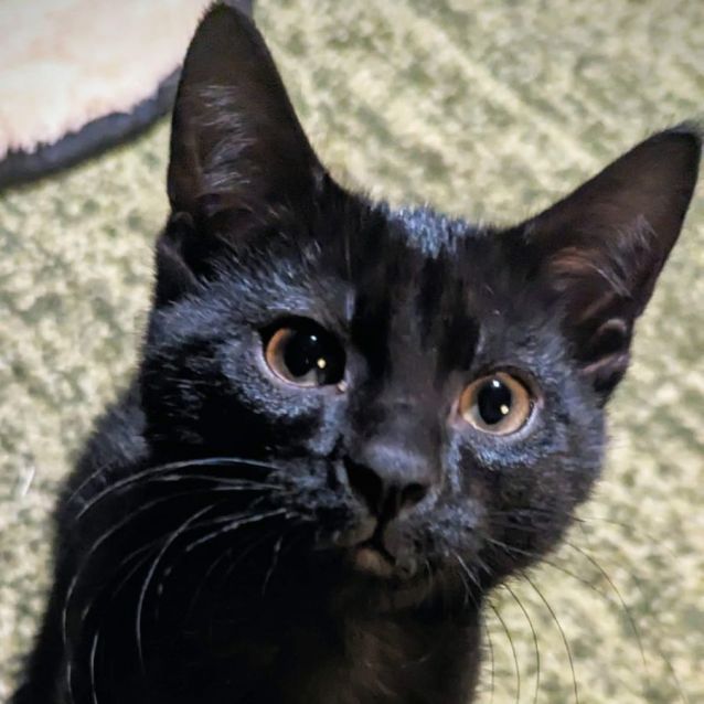 Photo of Goji **2nd Chance Cat Rescue**