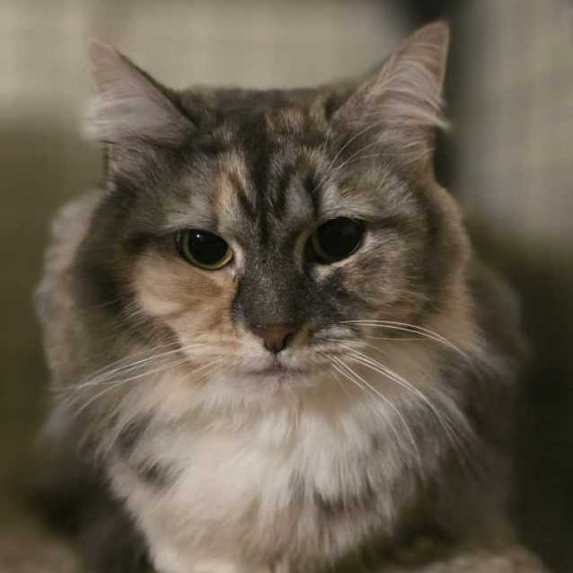 Photo of Pawla **2nd Chance Cat Rescue**