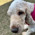 Photo of Yogi