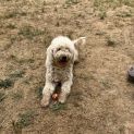 Photo of Dolly