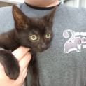 Photo of Koda **2nd Chance Cat Rescue**