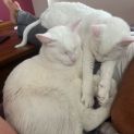 Photo of Luca And Coco