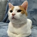 Photo of Major Tom