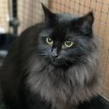 Photo of Don Cuk**2nd Chance Cat Rescue**