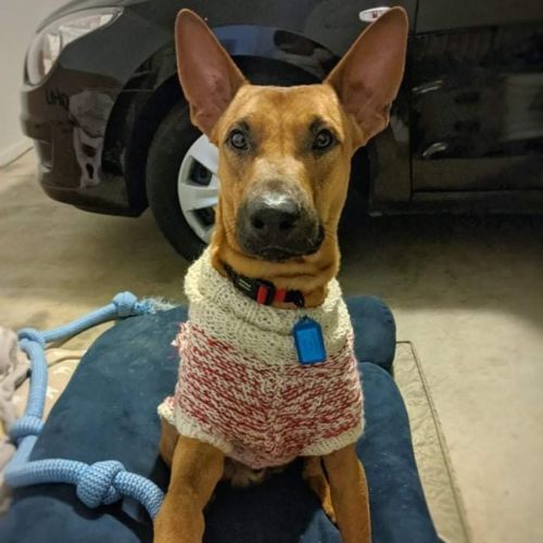 BIlly Big Ears