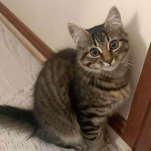 Leo