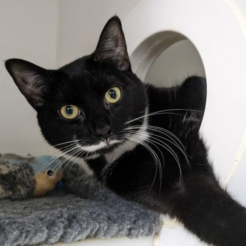 💕 Doja F02734 💕