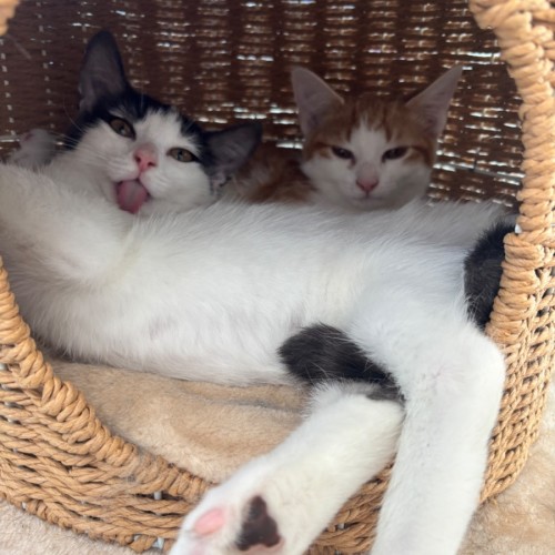 🩶Apprentice and Arisaka🧡