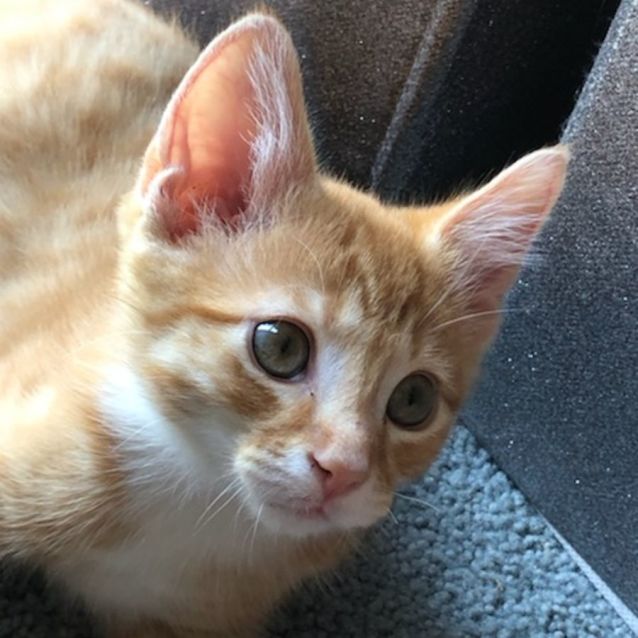 Photo of Ronnie ^^Dandy Cat Rescue^^