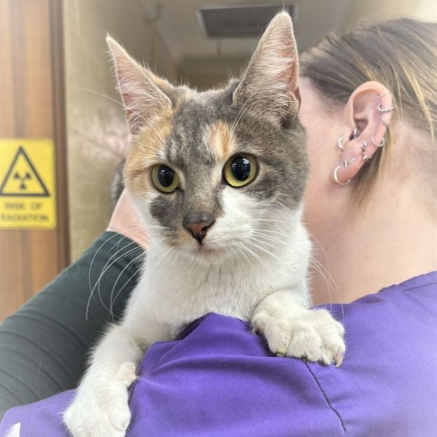 Photo of Bebe ^^Dandy Cat Rescue^^