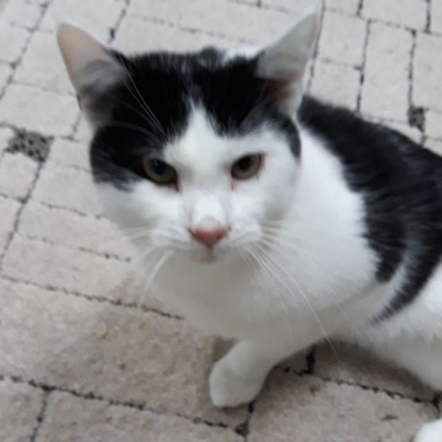 Photo of Siegfried