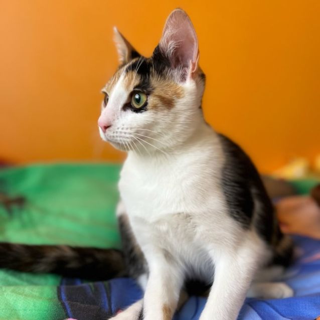 Photo of Bella ^^Dandy Cat Rescue^^