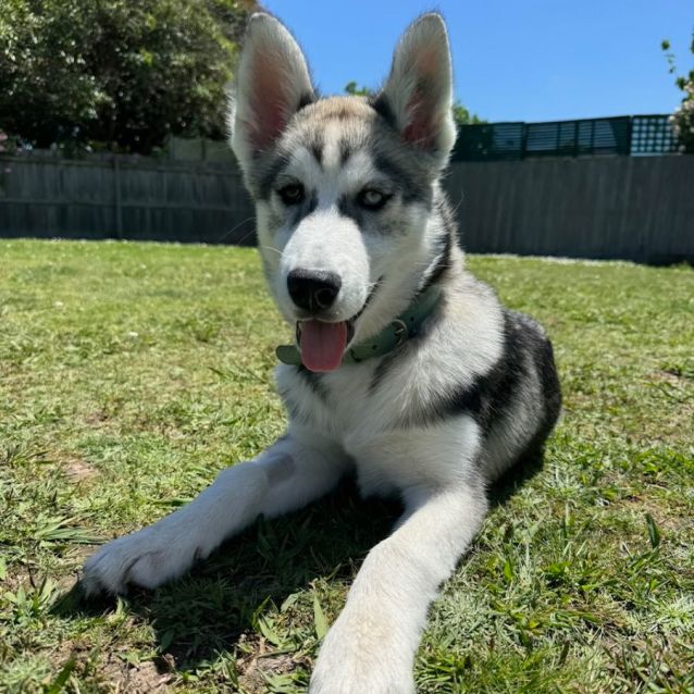 Photo of Nezuko