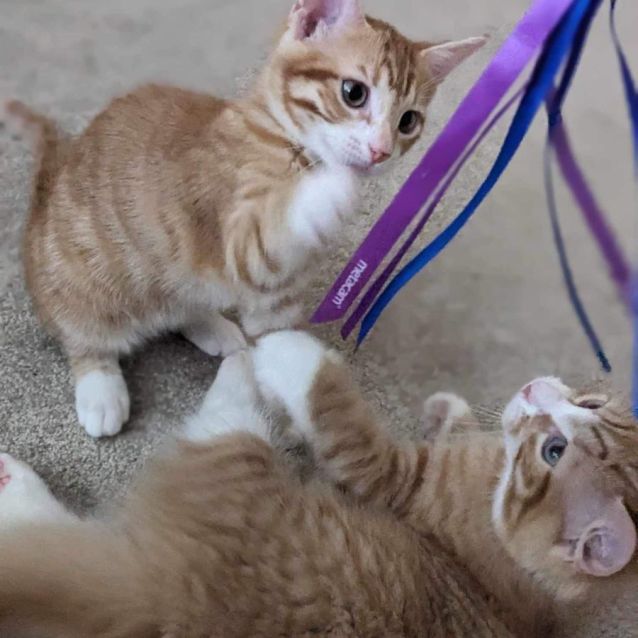 Photo of Bobby And Poppy 