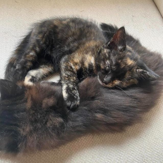 Photo of Indie ** 2nd Chance Cat Rescue**