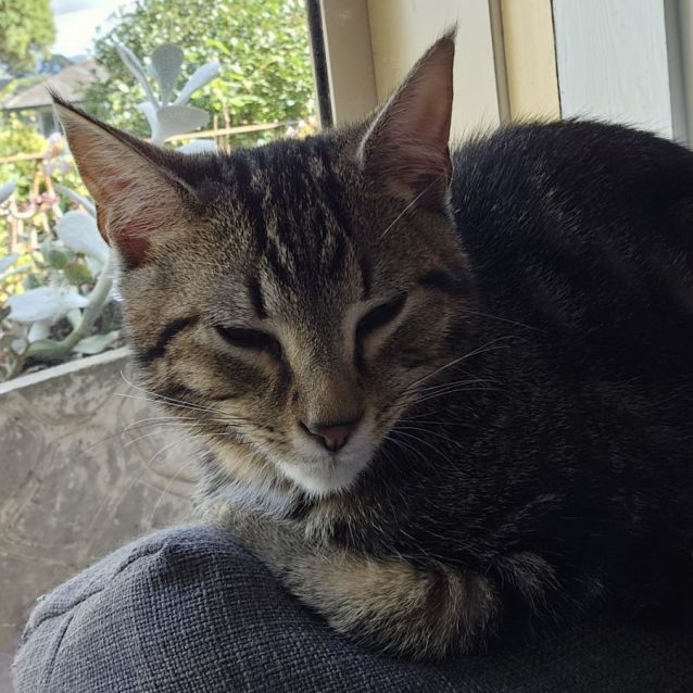 Photo of Bear ^^Dandy Cat Rescue^^