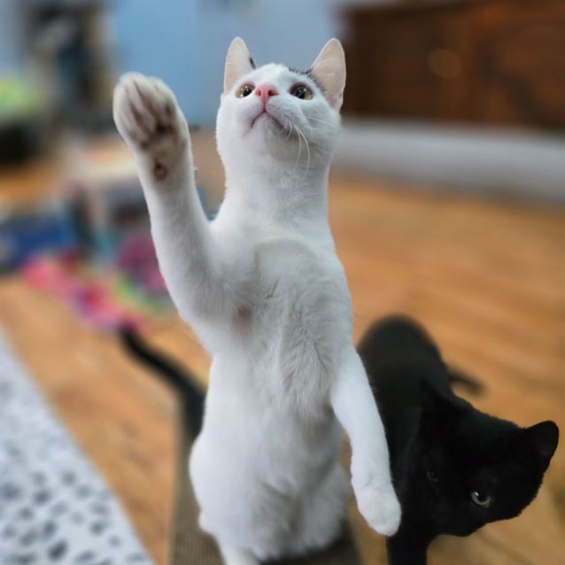 Photo of Smudge