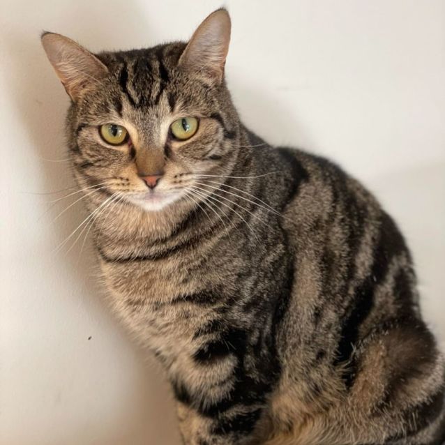 Photo of Lulu **2nd Chance Cat Rescue**