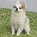 Photo of Kiki