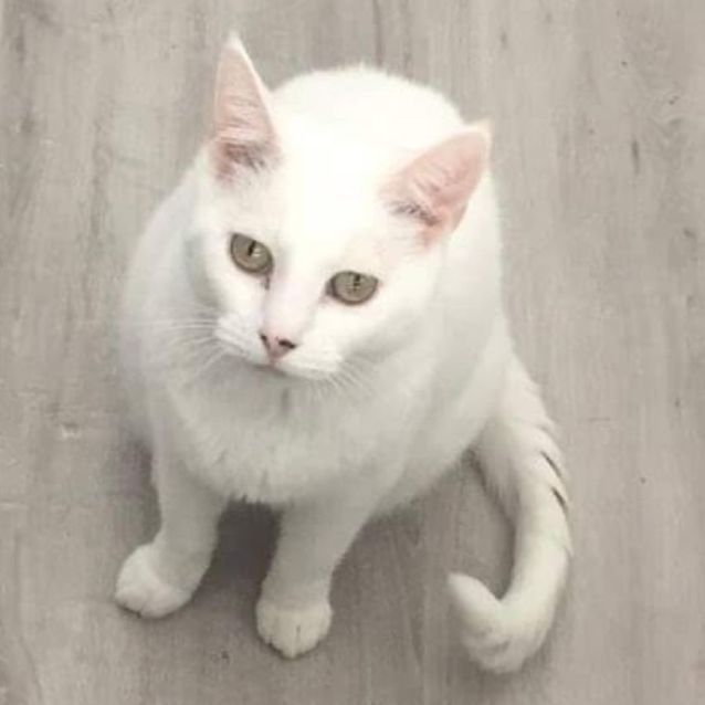 Photo of Twinx (Aka Twinkle Twinkle Little Star)