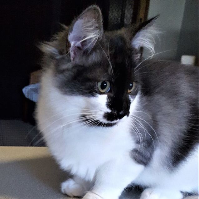 Photo of Remington ^Dandy Cat Rescue^