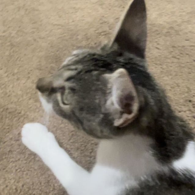 Photo of Xena