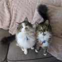 Photo of Boris & Rishi