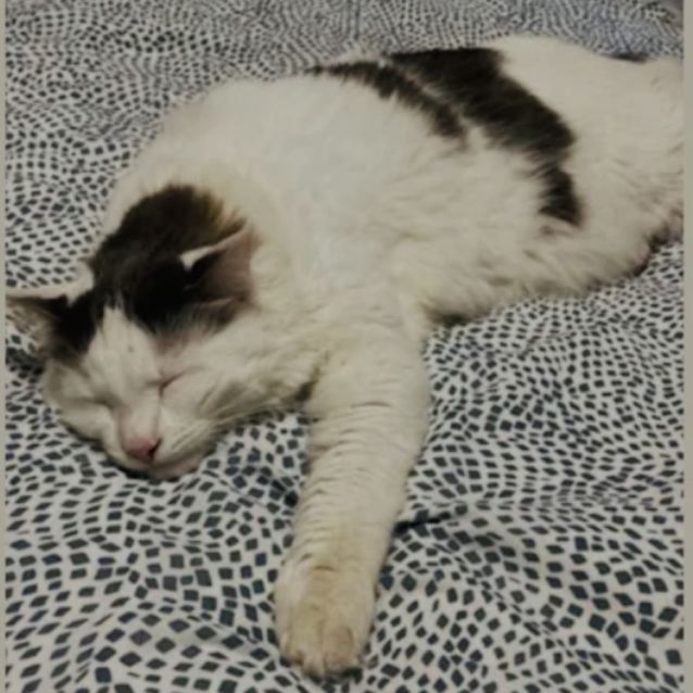 Photo of Ravioli