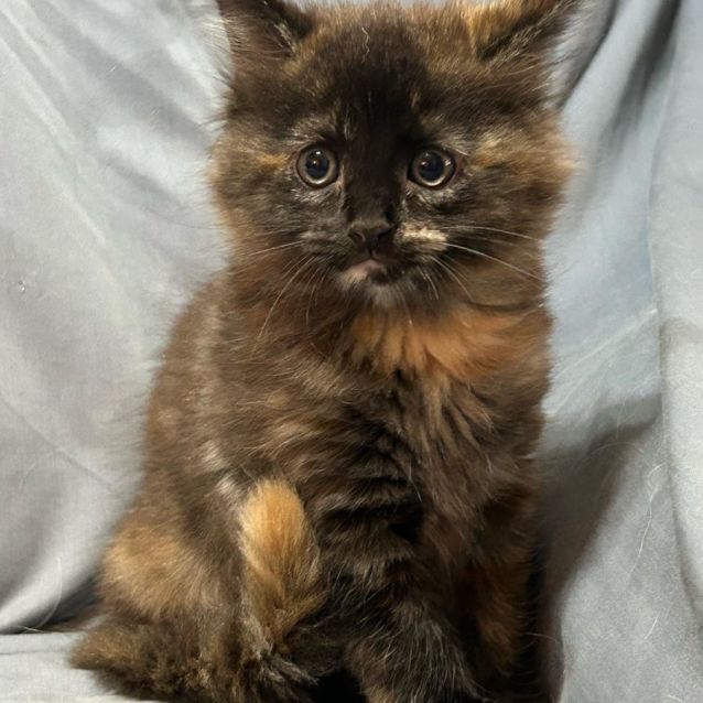 Photo of Chino (Located In Rowville)