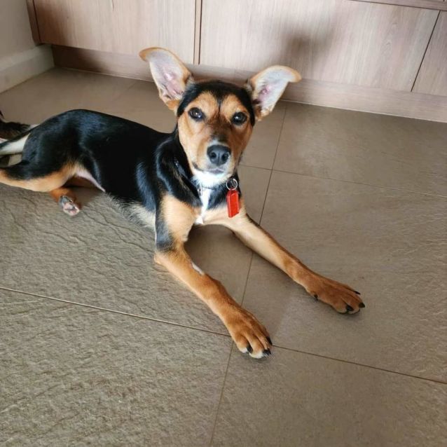 Photo of Valencianite 