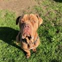 Photo of Boof