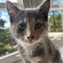 Photo of Tilly