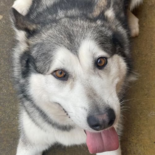 Be The Change Animal Shelter - PetRescue Be The Change Animal Shelter - PetRescue