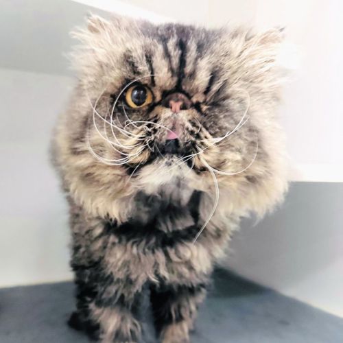 🦜🏴‍☠️Chewy🏴‍☠️🦜