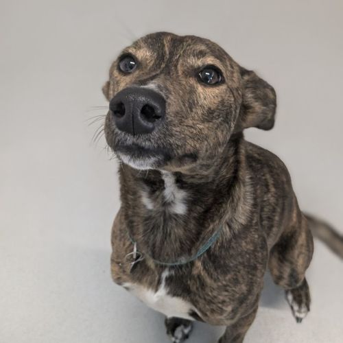 🏴‍☠️ Floki 5285 🏴‍☠️