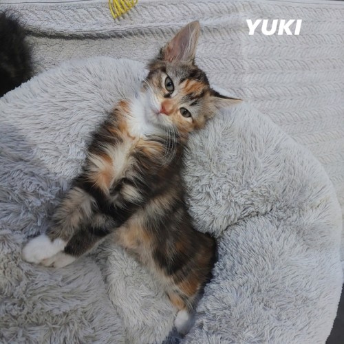 Yuki