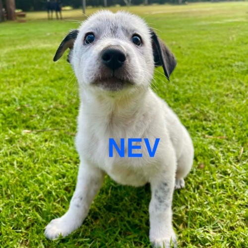 Nev