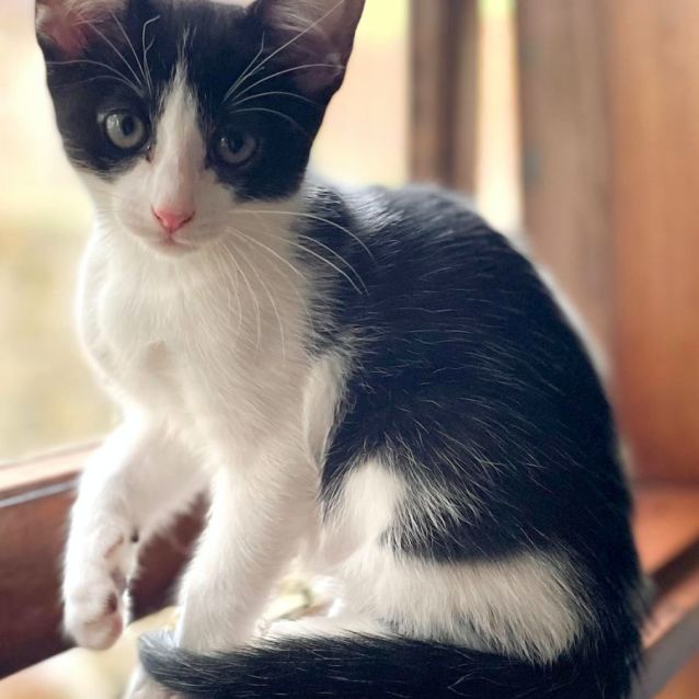 Photo of Astro