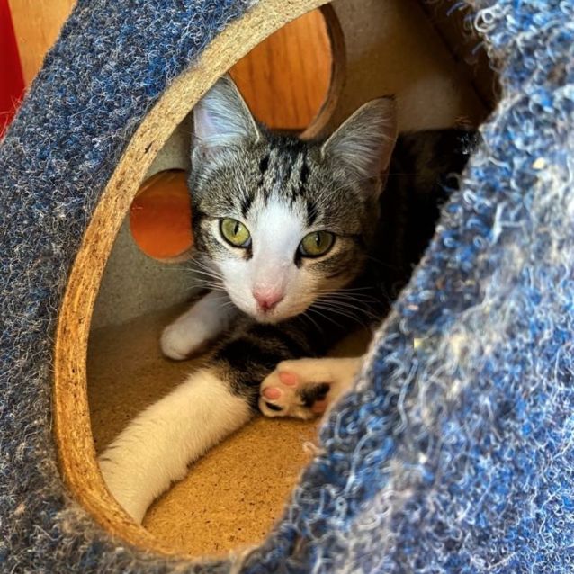 Photo of Giselle ^Dandy Cat Rescue^